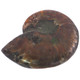 Natural Opal Iridescent Ammolite Ammonite Fossil Fossil, 1 1/2"