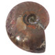 Natural Opal Iridescent Ammolite Ammonite Fossil Fossil, 1 3/4"
