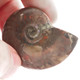 Natural Opal Iridescent Ammolite Ammonite Fossil Fossil, 1 3/4"