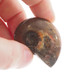 Natural Opal Iridescent Ammolite Ammonite Fossil Fossil, 1 3/4"