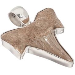 925 Silver Small Genuine Complete Shark Tooth Fossil Sterling Pendant,  1 1/8"
