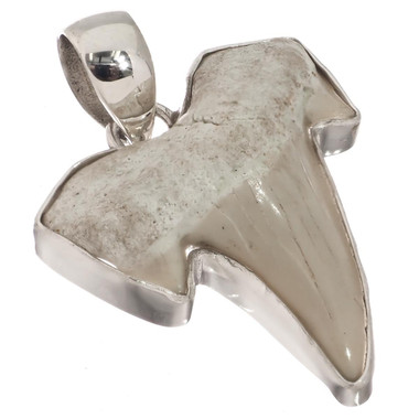 925 Silver Small Genuine Complete Shark Tooth Fossil Sterling Pendant,  1 1/8"