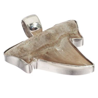 925 Silver Small Genuine Complete Shark Tooth Fossil Sterling Pendant,  1 1/8"