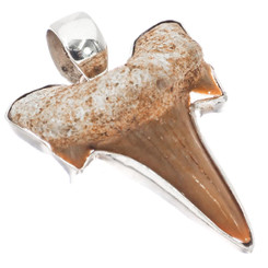 925 Silver Small Genuine Complete Shark Tooth Fossil Sterling Pendant,  1 1/8"