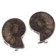925 Silver Madagascar Ammonite Fossil Omega Stud Earrings, 1 1/8"