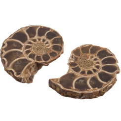 Quality Matched Madagascar Ammonite Fossil Pair Cabochon, 1 1/8"