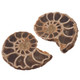 Quality Matched Madagascar Ammonite Fossil Pair Cabochon, 1 1/8"