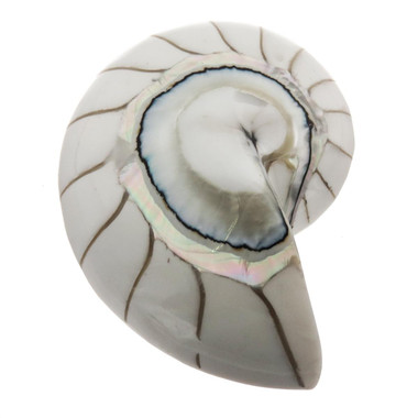 Exposed Chamber Nautilus Shell White Resin Fill Focal Bead Cab Cabochon, 2 1/8"