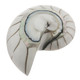Exposed Chamber Nautilus Shell White Resin Fill Focal Bead Cab Cabochon, 2 1/8"
