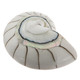 Exposed Chamber Nautilus Shell White Resin Fill Focal Bead Cab Cabochon, 2 1/8"