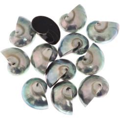 Genuine Reverse Komma Blue Polish Nautilus Shell Focal Bead Cab Cabochon, 7/8"