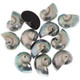 Genuine Reverse Komma Blue Polish Nautilus Shell Focal Bead Cab Cabochon, 7/8"