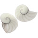 Nautilus Shell White Focal Bead Matched Pair Cab Cabochon, 1 1/4"