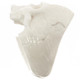 1" Large Mens Jawless Skull Bison Bone Hand Carving Ring