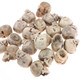 34-37mm Hand Carving Deer Antler Skull Bead Cab Cabochon
