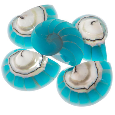 Exposed Chamber Nautilus Shell Turquoise Blue Resin Fill Bead Cabochon, 1 1/4"