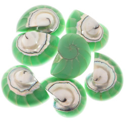 Exposed Chamber Nautilus Shell Turquoise Green Resin Fill Bead Cabochon, 1 1/4"