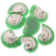 Exposed Chamber Nautilus Shell Turquoise Green Resin Fill Bead Cabochon, 1 1/4"