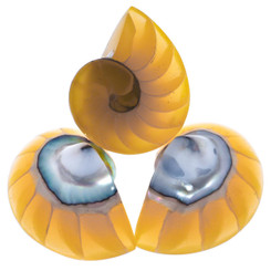 Exposed Chamber Nautilus Shell Yellow Resin Fill Focal Bead Cab Cabochon, 1 1/4"