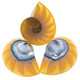 Exposed Chamber Nautilus Shell Yellow Resin Fill Focal Bead Cab Cabochon, 1 1/4"