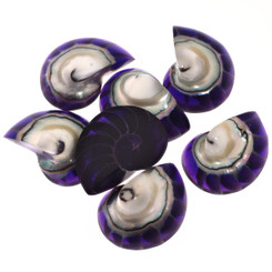 Exposed Chamber Nautilus Shell Purple Resin Fill Focal Bead Cab Cabochon, 1 1/8"
