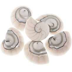 Exposed Chamber Nautilus Shell White Resin Fill Focal Bead Cab Cabochon, 1 1/8"