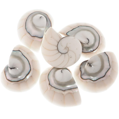 Exposed Chamber Nautilus Shell White Resin Fill Focal Bead Cab Cabochon, 1 1/8"