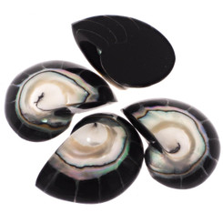 Exposed Chamber Nautilus Shell Black Resin Fill Focal Bead Cab Cabochon, 1 1/8"