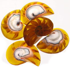 Exposed Chamber Nautilus Shell Amber Resin Fill Focal Bead Cab Cabochon, 1 1/8"