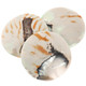Exposed Chamber Nautilus Shell Turquoise Green Resin Filll Bead Cabochon, 1 5/8"