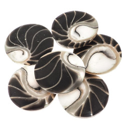 Genuine Exposed Chamber Nautilus Shell Black Bead Cab Cabochon, 15/16"
