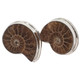 925 Silver Madagascar Ammonite Fossil Stud Post Earrings, 7/8"