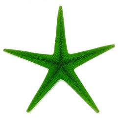 Green Real Seastar Starfish In Resin Focal Bead Cab Cabochon, 2"