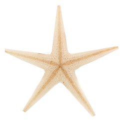 Natural Real Seastar Starfish In Resin Focal Bead Cab Cabochon, 2"