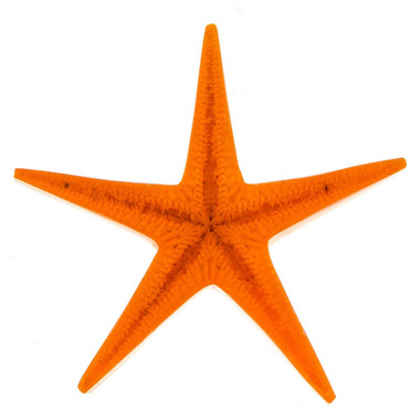 Orange Real Seastar Starfish In Resin Focal Bead Cab Cabochon, 1 3/8"