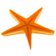 Orange Real Seastar Starfish In Resin Focal Bead Cab Cabochon, 1 3/8"