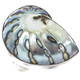 925 Silver Batik Iridescent Blue Nautilus Shell Sterling Ring, 1 1/8"