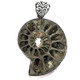 Pyritized Ammonite 925 Sterling Silver Pendant, 1 3/4"
