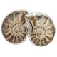925 Silver Madagascar Ammonite Fossil Stud Post Earrings, 7/8"