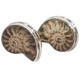 925 Silver Madagascar Ammonite Fossil Stud Post Earrings, 7/8"