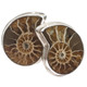925 Silver Madagascar Ammonite Fossil Stud Post Earrings, 7/8"