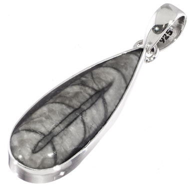 925 Silver Genuine Orthoceras Fossil Sterling Pendant, 1 3/4"