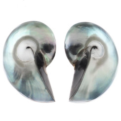 925 Silver Pearlescent Blue Nautilus Shell Sterling Stud Earrings, 1.2"