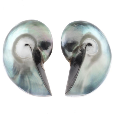 925 Silver Pearlescent Blue Nautilus Shell Sterling Stud Earrings, 1.2"