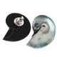 925 Silver Pearlescent Blue Nautilus Shell Sterling Stud Earrings, 1.2"