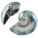 925 Silver Pearlescent Blue Nautilus Shell Sterling Stud Earrings, 1.2"