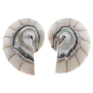 925 Silver White Resin Fill Nautilus Shell Chamber Sterling Stud Earrings, 1.1"