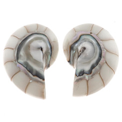925 Silver White Resin Fill Nautilus Shell Chamber Sterling Stud Earrings, 1.1"