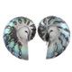 925 Silver Pearlescent Blue Nautilus Shell Sterling Stud Earrings, 1.2"