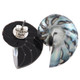 925 Silver Pearlescent Blue Nautilus Shell Sterling Stud Earrings, 1.2"